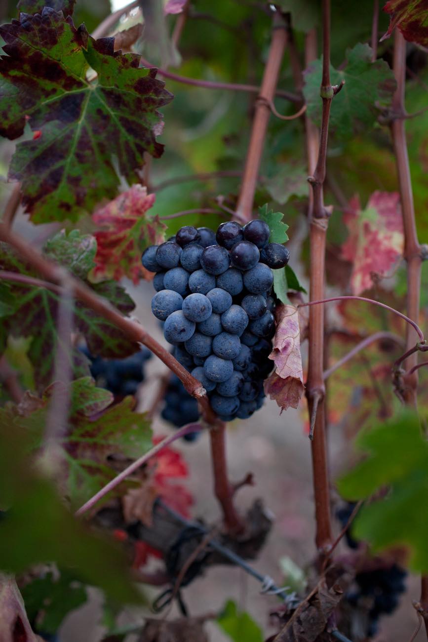 תמונה מהיקב