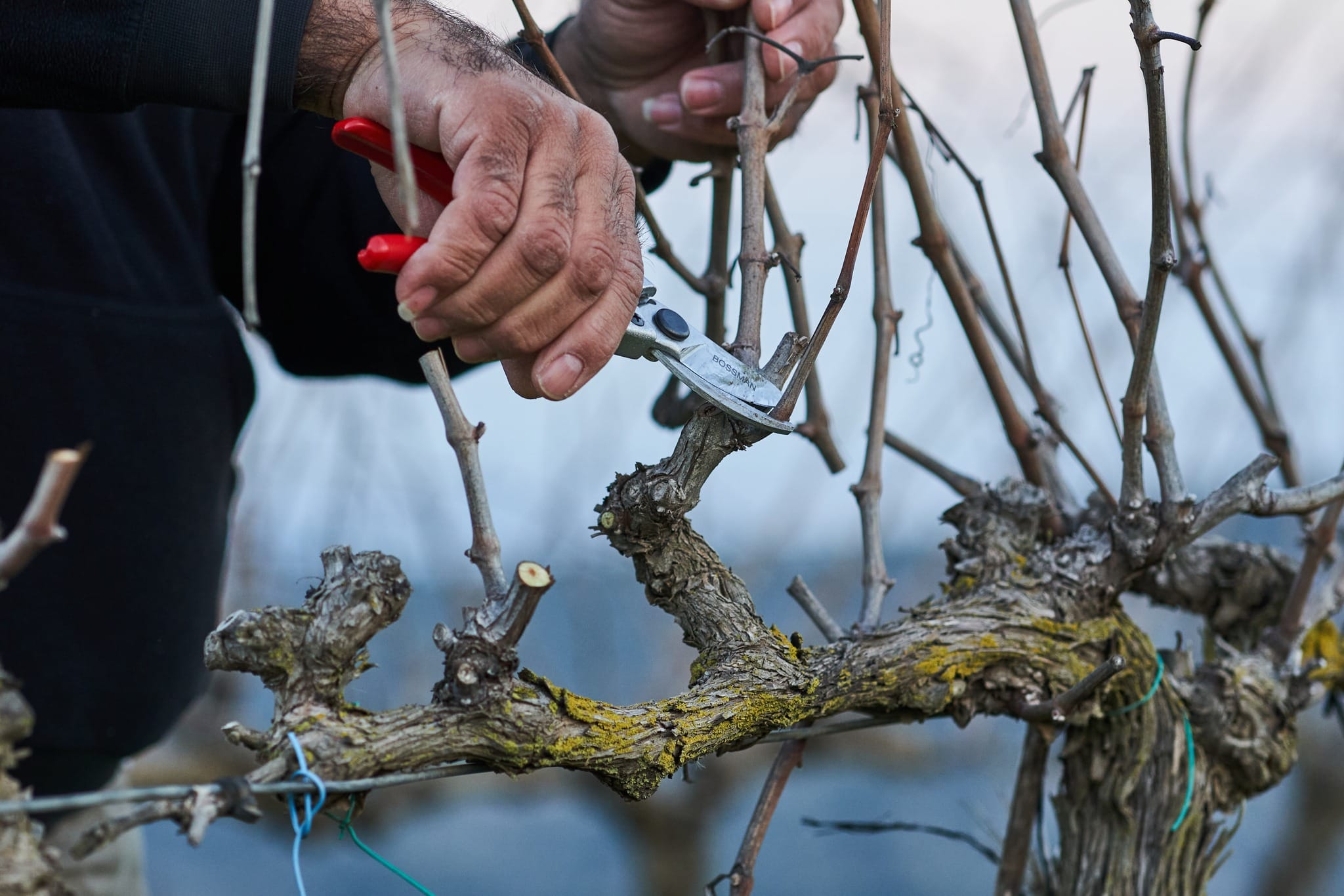 תמונה מהיקב