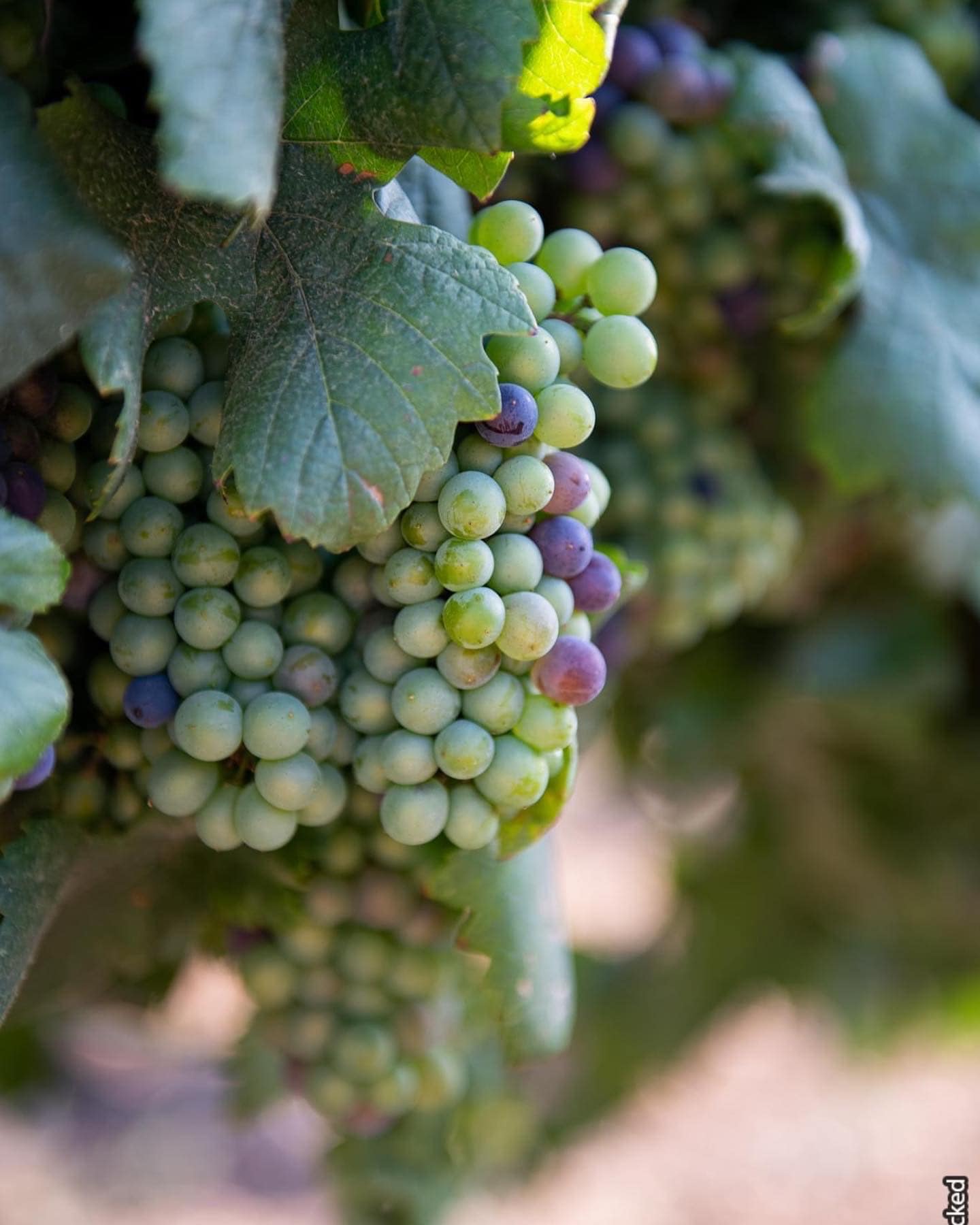 תמונה מהיקב