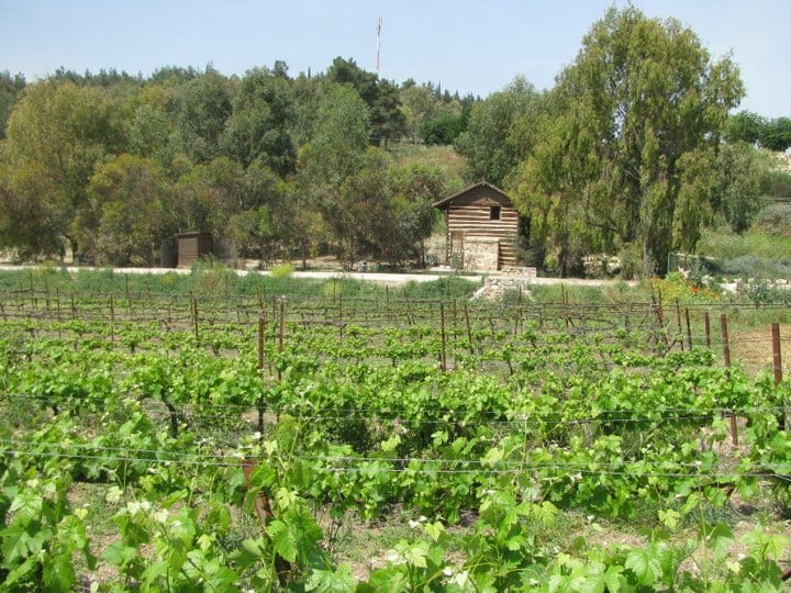 תמונה מהיקב