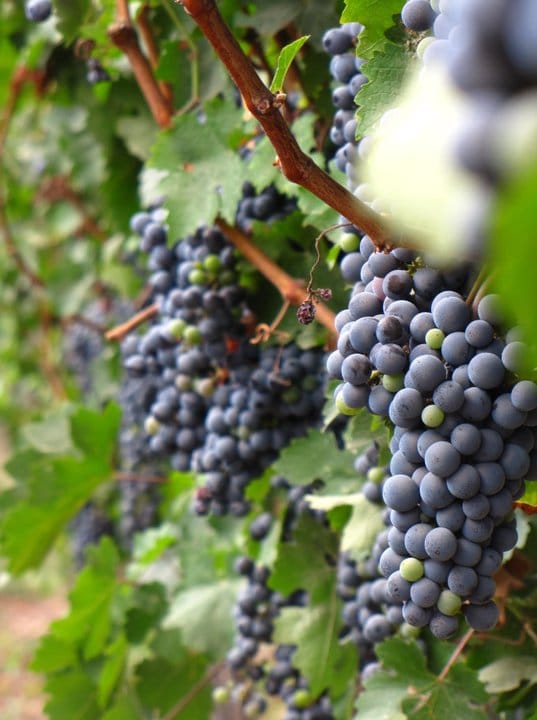 תמונה מהיקב