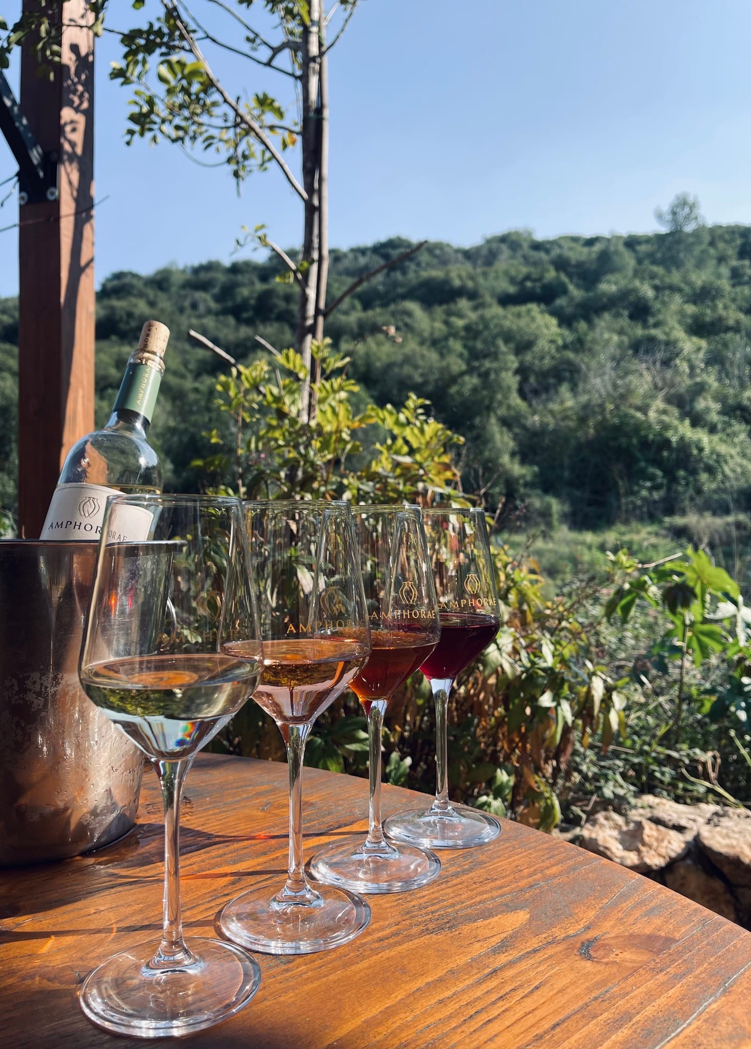 תמונה מהיקב