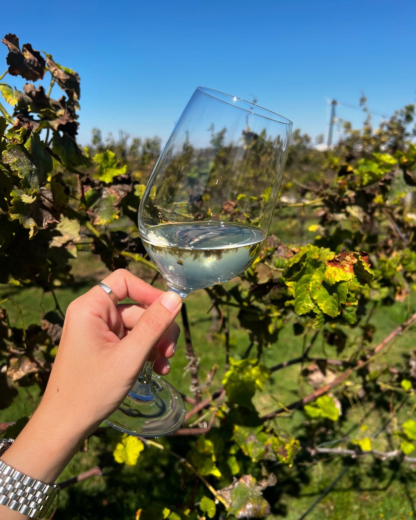 תמונה מהיקב