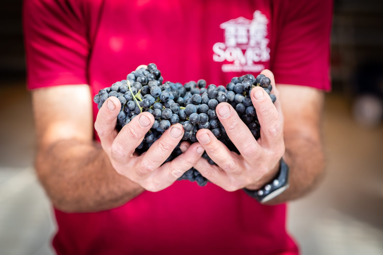 תמונה מהיקב