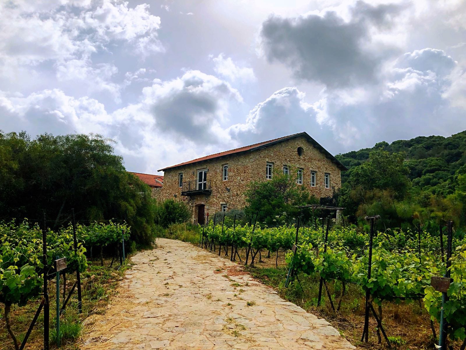 תמונה מהיקב